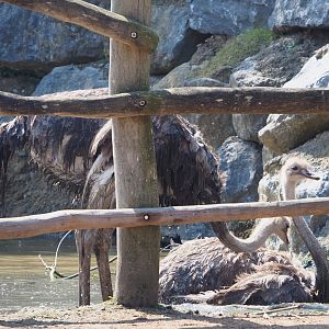 Common ostriches (Struthio camelus) in muddy pool, 2021-09-02