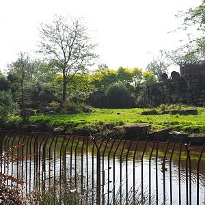 African lion exhibit, 2021-09-02