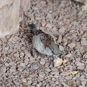 Wild House sparrow (Passer domesticus), 2021-09-02
