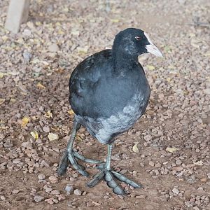 Wild Eurasian coot (Fulica atra), 2021-09-02