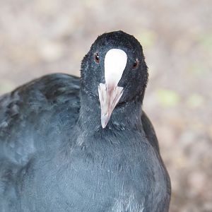 Wild Eurasian coot (Fulica atra), 2021-09-02