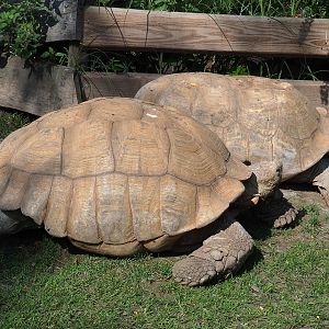 African spurred tortoises (Centrochelys sulcata), 2021-09-02