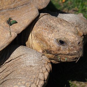 African spurred tortoise (Centrochelys sulcata), 2021-09-02