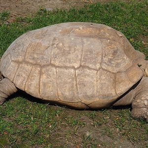 African spurred tortoise (Centrochelys sulcata), 2021-09-02