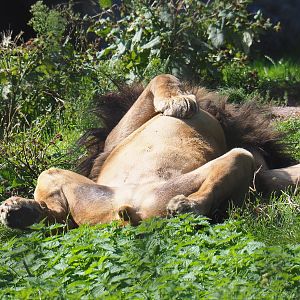 African lion (Panthera leo), 2021-09-02