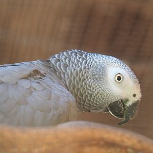 Congo African grey parrot (Psittacus erithacus erithacus), 2021-09-02