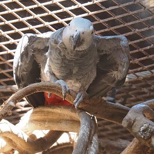 Congo African grey parrot (Psittacus erithacus erithacus), 2021-09-02