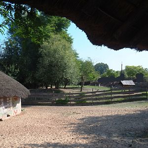 Western sitatunga and Marabou exhibit, 2021-09-02