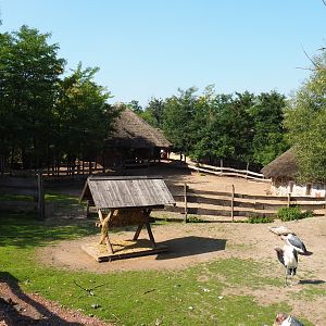 Part of the Western sitatunga and Marabou exhibit, 2021-09-02