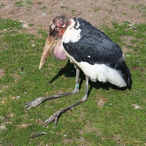 Marabou (Leptoptilos crumenifer), 2021-09-02