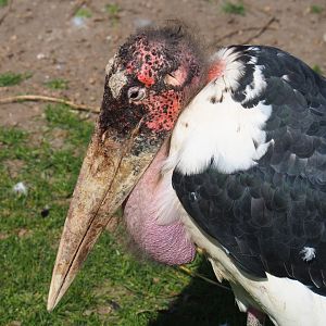 Marabou (Leptoptilos crumenifer), 2021-09-02