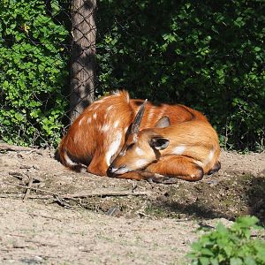 Western sitatunga (Tragelaphus spekii gratus), 2021-09-02