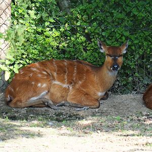 Western sitatunga (Tragelaphus spekii gratus), 2021-09-02