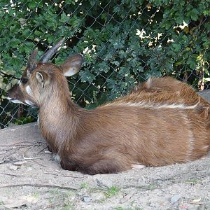 Western sitatunga (Tragelaphus spekii gratus), 2021-09-02