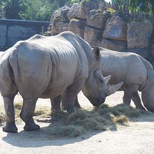 Southern white rhinoceroses (Ceratotherium simum simum), 2021-09-02