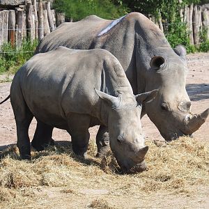 Southern white rhinoceroses (Ceratotherium simum simum), 2021-09-02