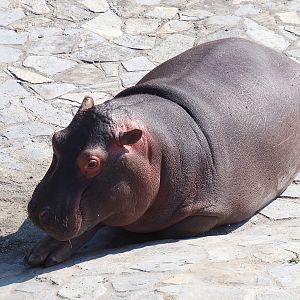Juvenile Hippopotamus (Hippopotamus amphibius), 2021-09-02