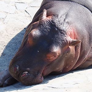 Juvenile Hippopotamus (Hippopotamus amphibius), 2021-09-02