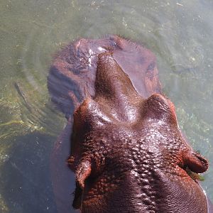 Hippopotamus (Hippopotamus amphibius), 2021-09-02
