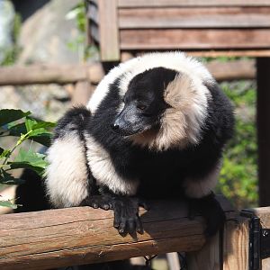 Black and white ruffed lemur (Varecia variegata variegata), 2021-09-02