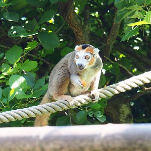 Crowned lemur (Eulemur coronatus), 2021-09-02