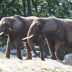 African bush elephants (Loxodonta africana), 2021-09-02