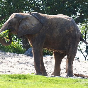 African bush elephant (Loxodonta africana), 2021-09-02