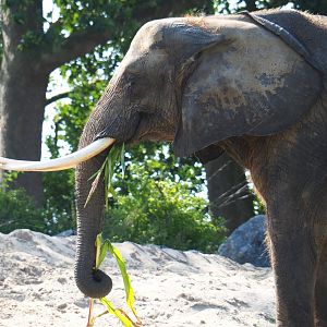 African bush elephant (Loxodonta africana) eating corn plants, 2021-09-02