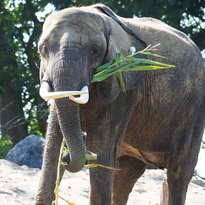 African bush elephant (Loxodonta africana) eating corn plants, 2021-09-02