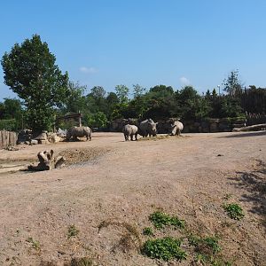 Southern white rhinoceros and Northern warthog paddock, 2021-09-02