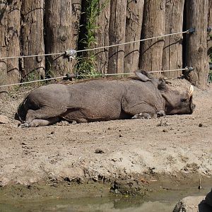 Northern warthog (Phacochoerus africanus africanus), 2021-09-02