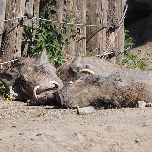 Northern warthogs (Phacochoerus africanus africanus), 2021-09-02