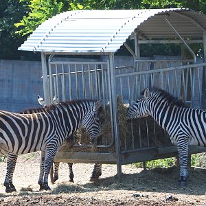 Grant`s zebra (Equus quagga boehmi), 2021-09-02