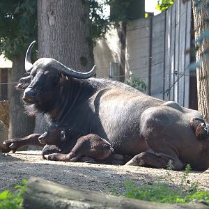 Cape buffalo with calf (Syncerus caffer caffer), 2021-09-02