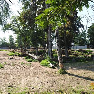 Savanna paddock, 2021-09-02