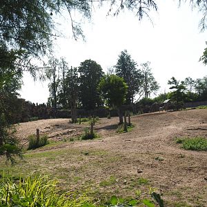 Savanna paddock, 2021-09-02