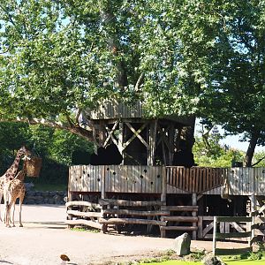 Rothschild's giraffe, Ostrich, Ankole-Watusi cattle and Ruddy shelduck paddock viewing area, 2021-09-03
