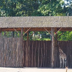 Rothschild's giraffe shelter, 2021-09-03
