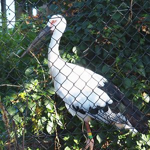 Oriental white stork (Ciconia boyciana), 2021-09-03