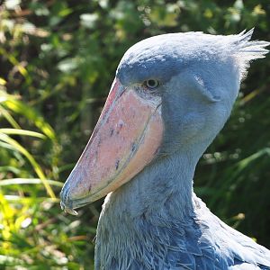 Shoebill (Balaeniceps rex), 2021-09-03