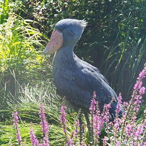 Shoebill (Balaeniceps rex), 2021-09-03