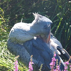 Preening Shoebill (Balaeniceps rex), 2021-09-03