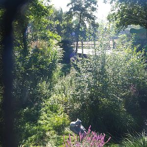 Shoebill aviary, 2021-09-03