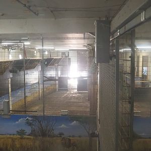 Rothschild's giraffe stables in the Mersus Emergo, 2021-09-03