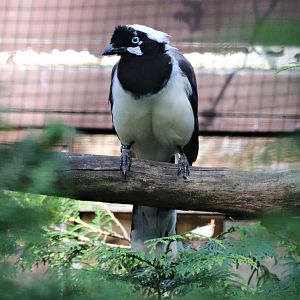 Cayenne jay (Cyanocorax cayanus)