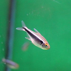 Black neon tetra - Hyphessobrycon herbertaxelrodi