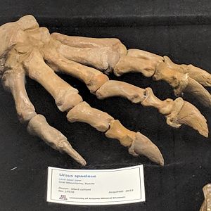Ursus spaeleus paw skeleton