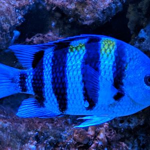 Sergeant major (Abudefduf saxatilis)