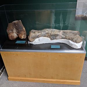 Tucson Mountain Dinosaur (Left) and Empire Mountain Dinosaur (Right)