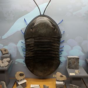 Trilobite displays